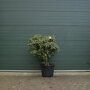 Rhododendron paars 100-120 cm